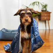 dock and bay dog towels