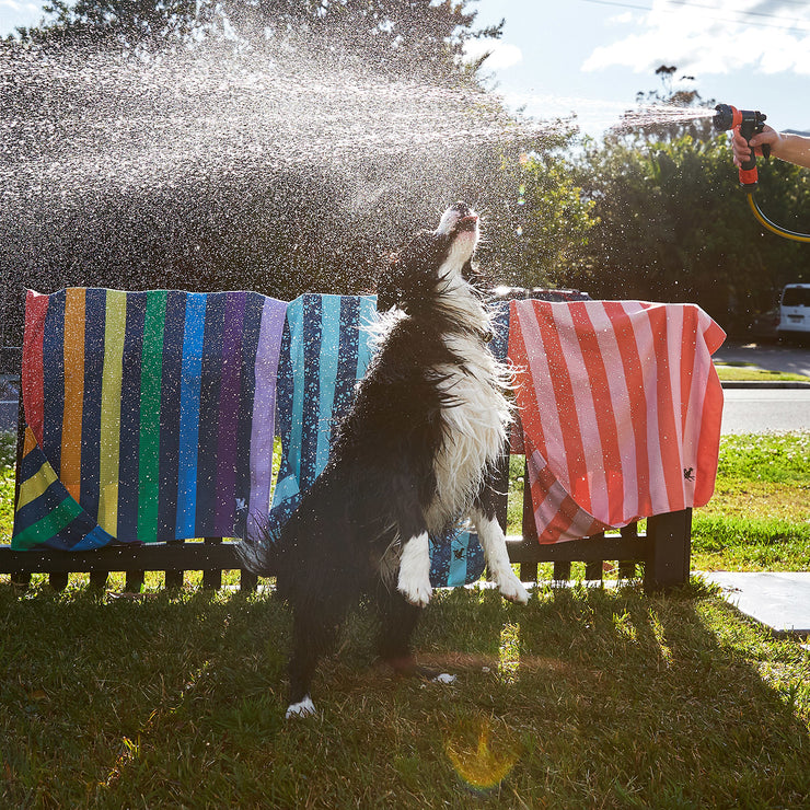 dock and bay dog towels