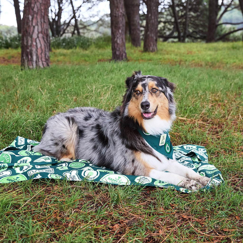dock and bay towels dog